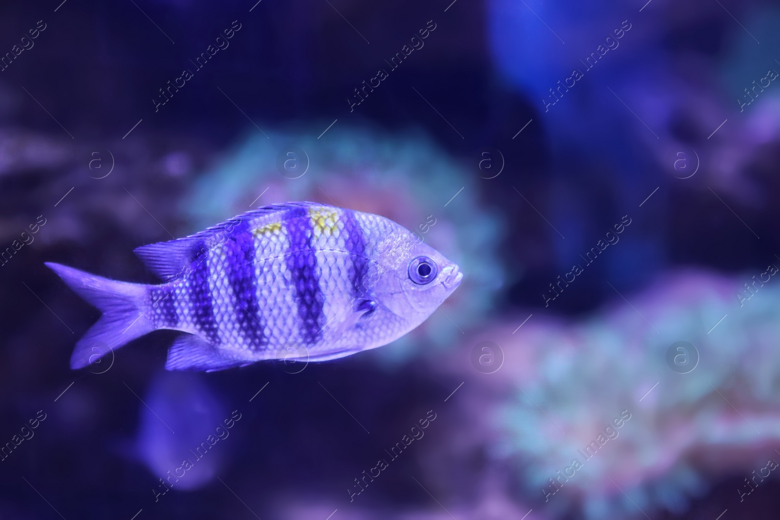 Photo of Beautiful sergeant major fish swimming in clear aquarium