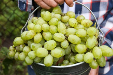 Photo of Farmer holding bucket with ripe grapes in vineyard, closeup