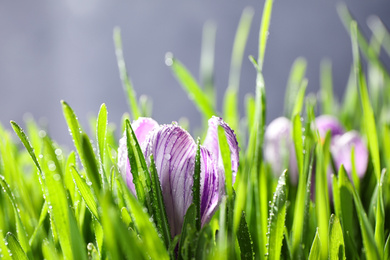 Fresh green grass and crocus flowers with dew, closeup. Spring season