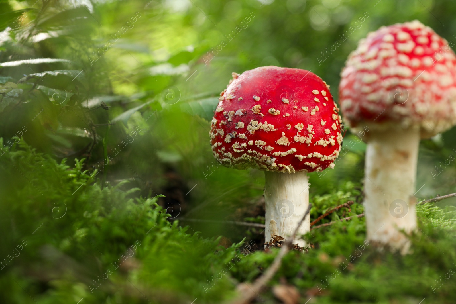 Photo of Poisonous mushrooms growing in forest, closeup. Space for text