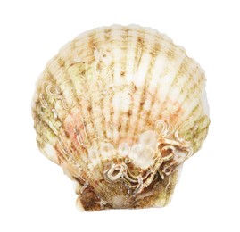 Photo of Fresh closed scallop isolated on white, top view