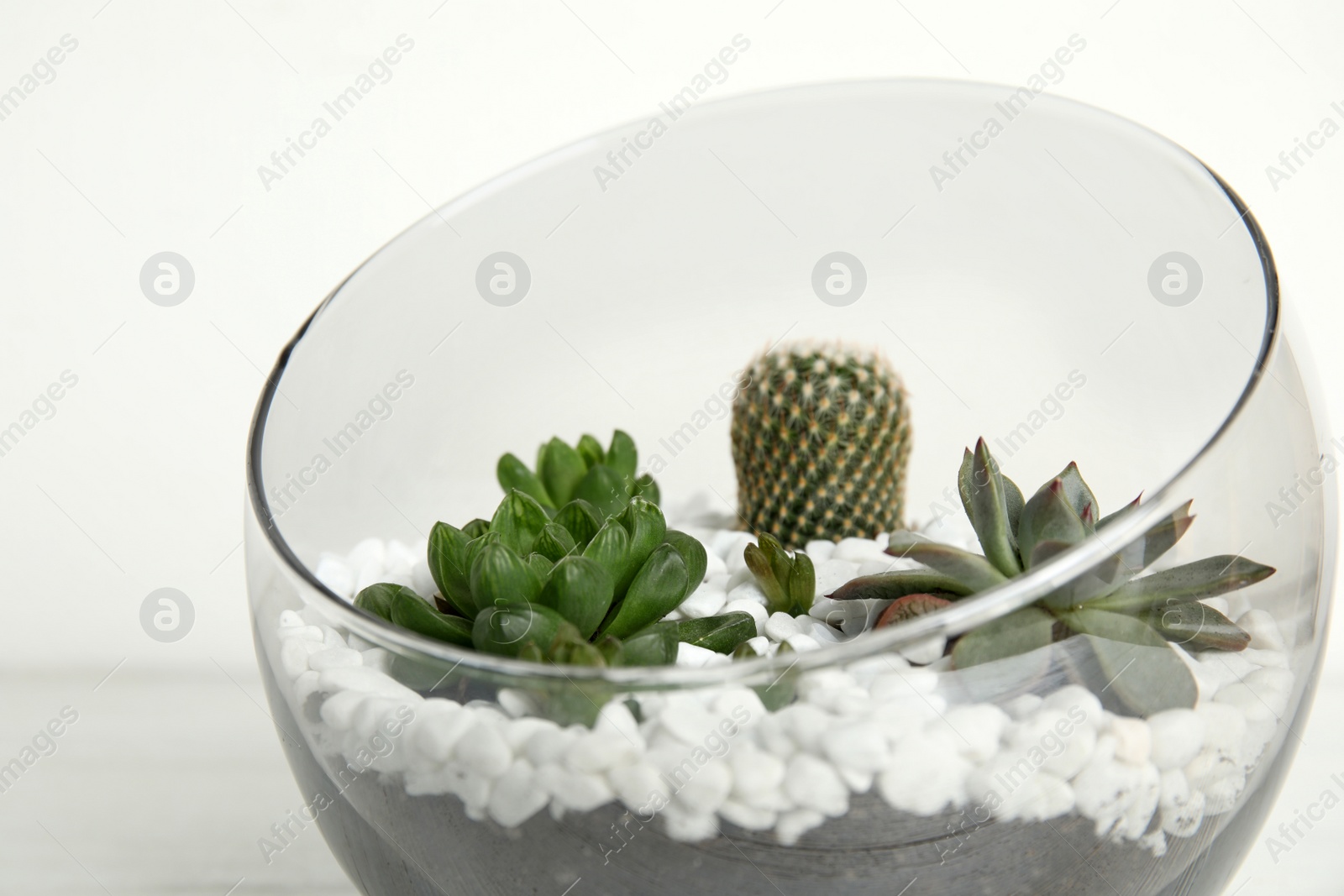 Photo of Glass florarium with different succulents on white background, closeup