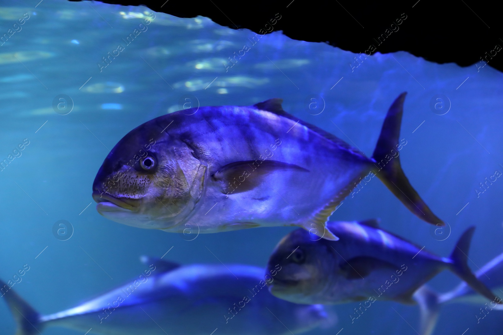 Photo of Tuna fish swimming in clear aquarium water