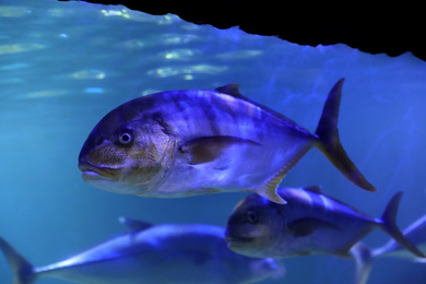 Photo of Tuna fish swimming in clear aquarium water