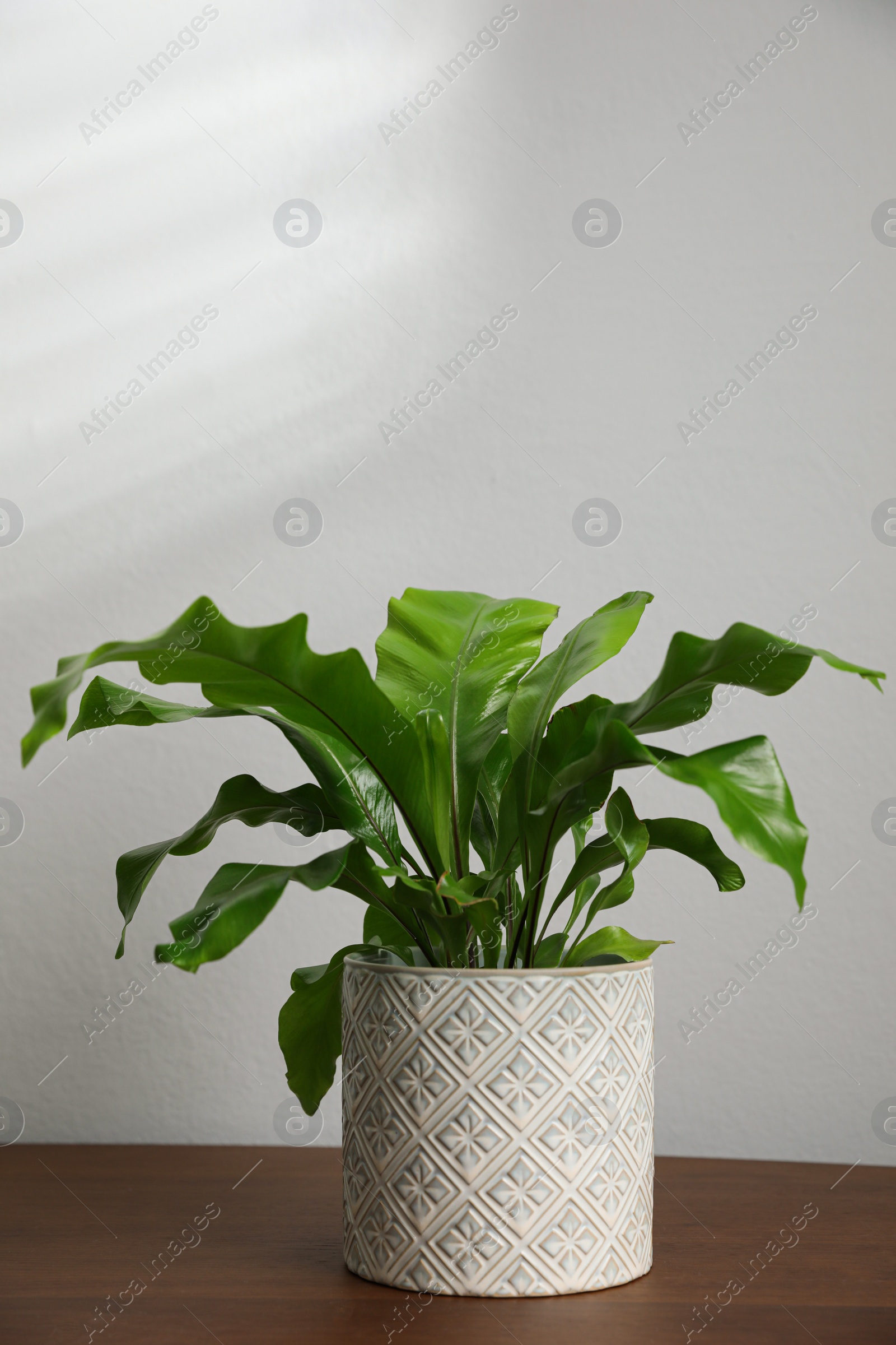 Photo of Beautiful fresh potted fern on wooden table