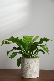 Photo of Beautiful fresh potted fern on wooden table