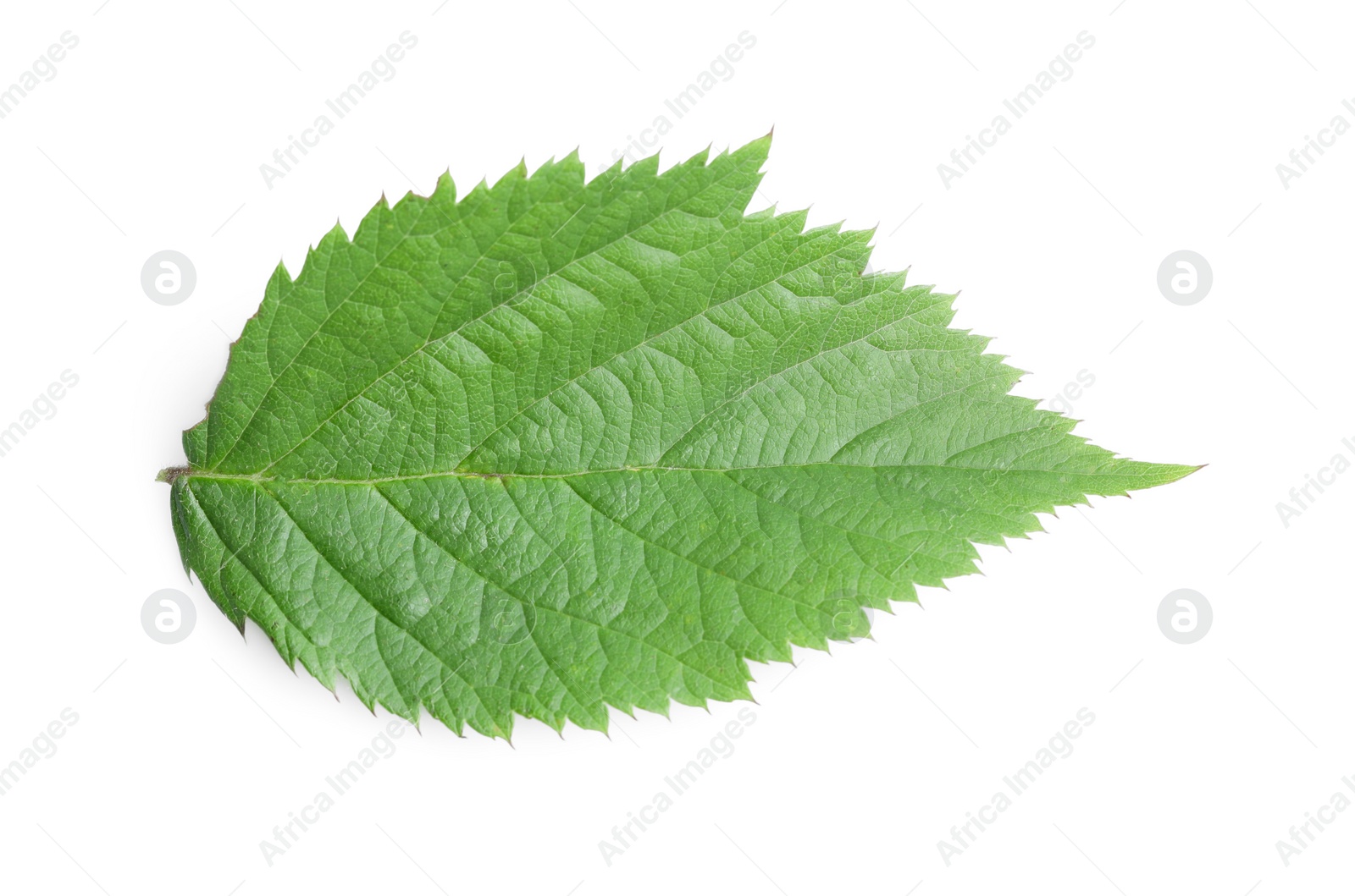 Photo of One fresh blackberry leaf isolated on white, top view