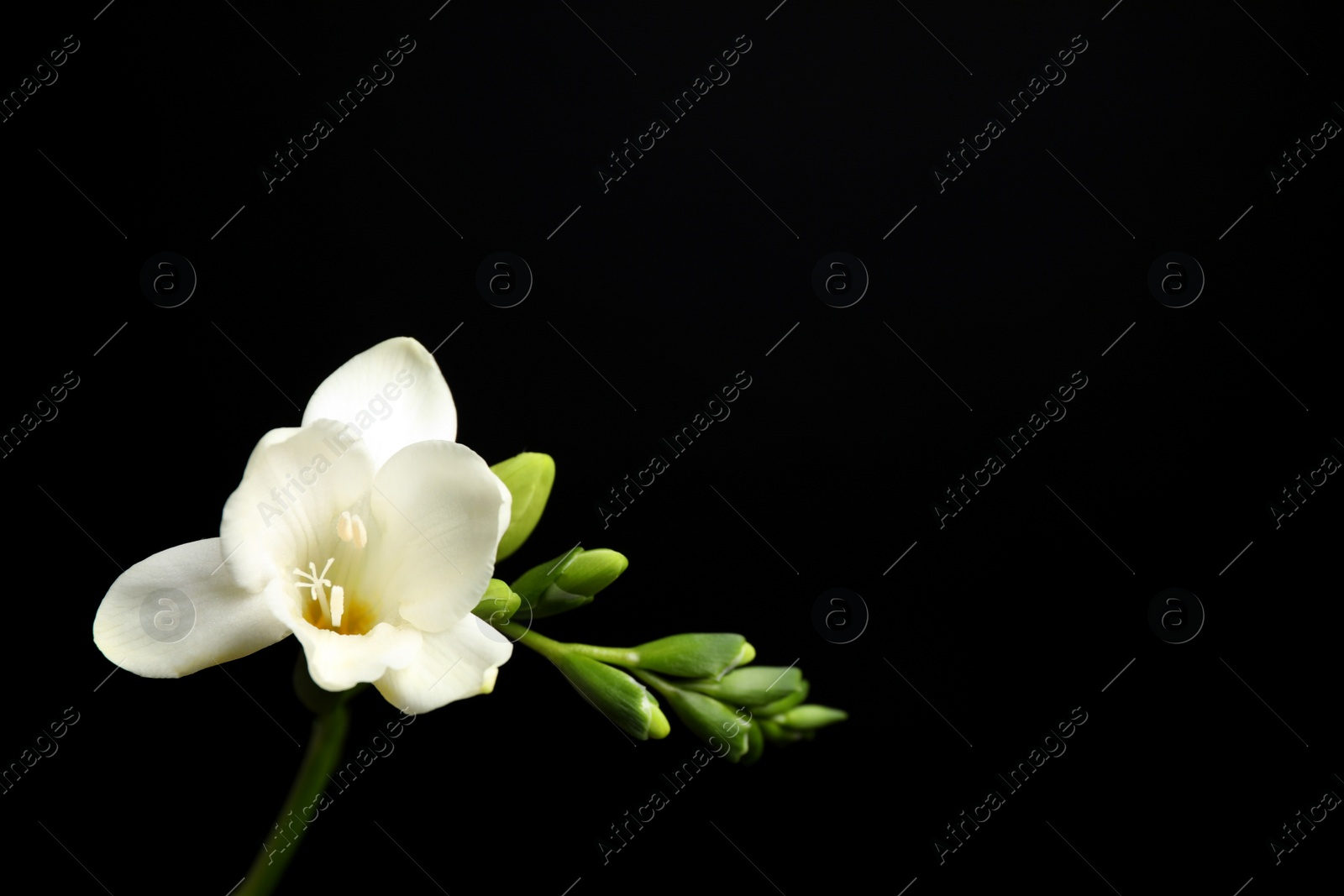 Photo of Beautiful white freesia flowers on black background. Space for text