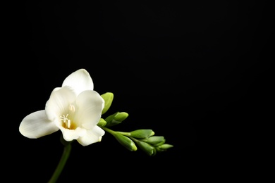 Photo of Beautiful white freesia flowers on black background. Space for text