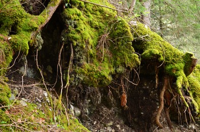 Photo of Tree roots overgrown with beautiful green moss in forest