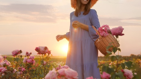 Woman with basket of roses in beautiful blooming field, closeup