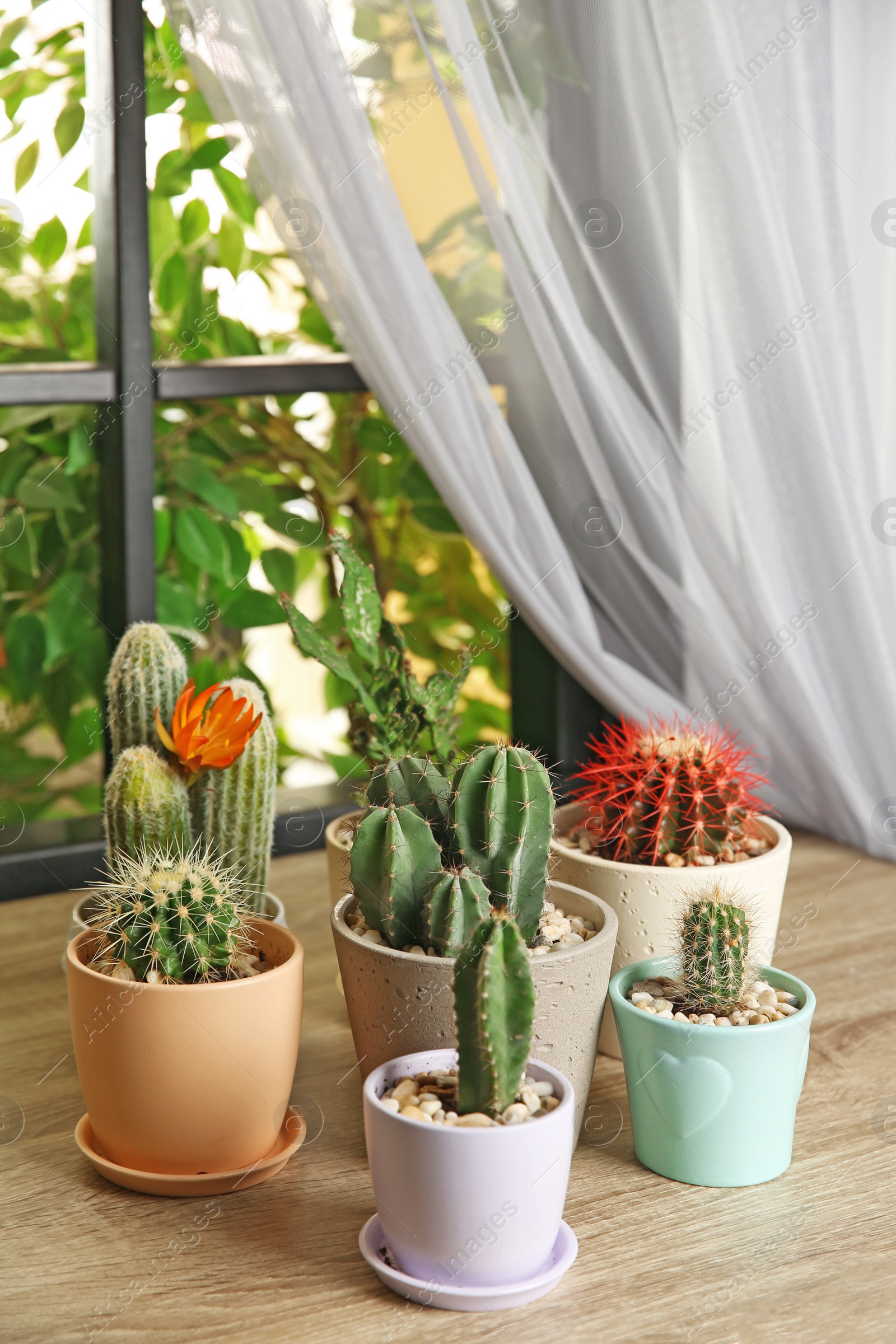 Photo of Beautiful cacti on wooden window sill indoors