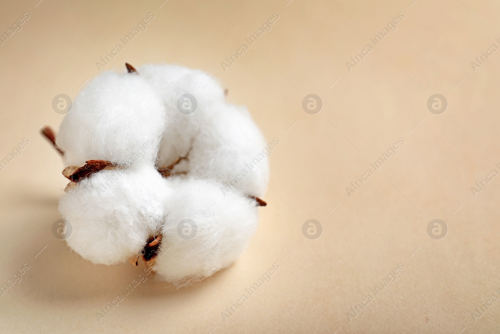 Photo of Fluffy cotton flower on beige background, closeup. Space for text