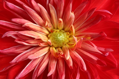 Photo of Beautiful red dahlia flower as background, closeup