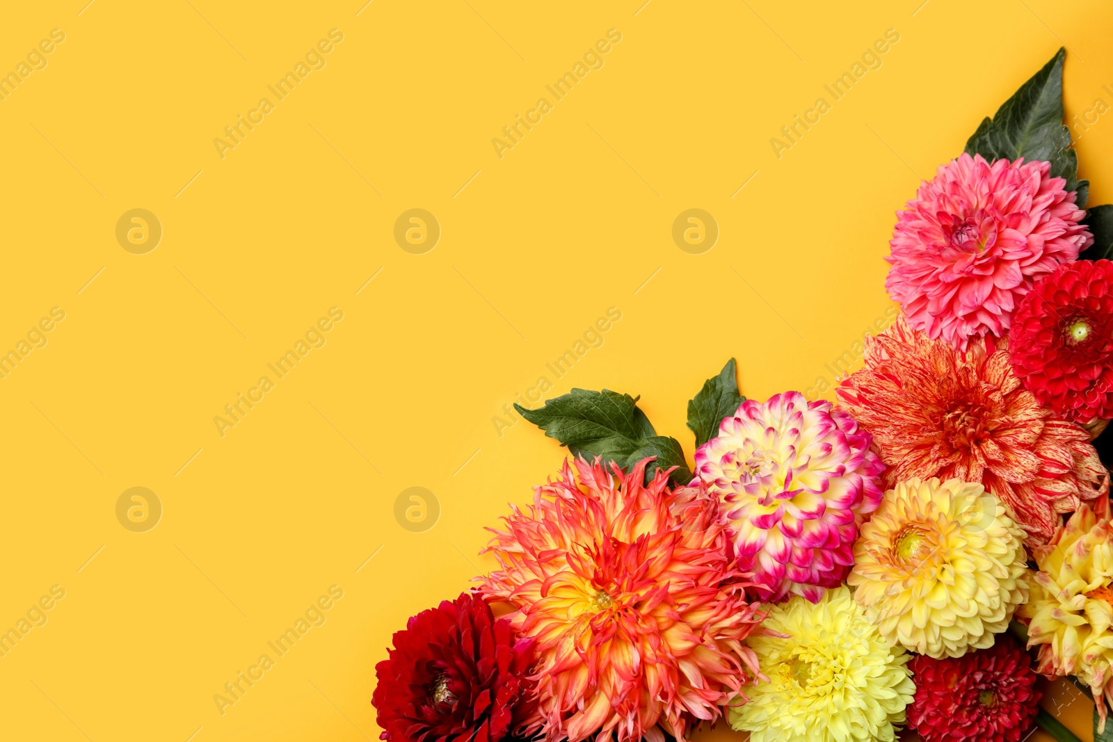 Photo of Beautiful dahlia flowers on yellow background, flat lay. Space for text