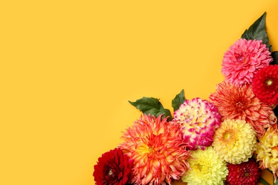 Beautiful dahlia flowers on yellow background, flat lay. Space for text