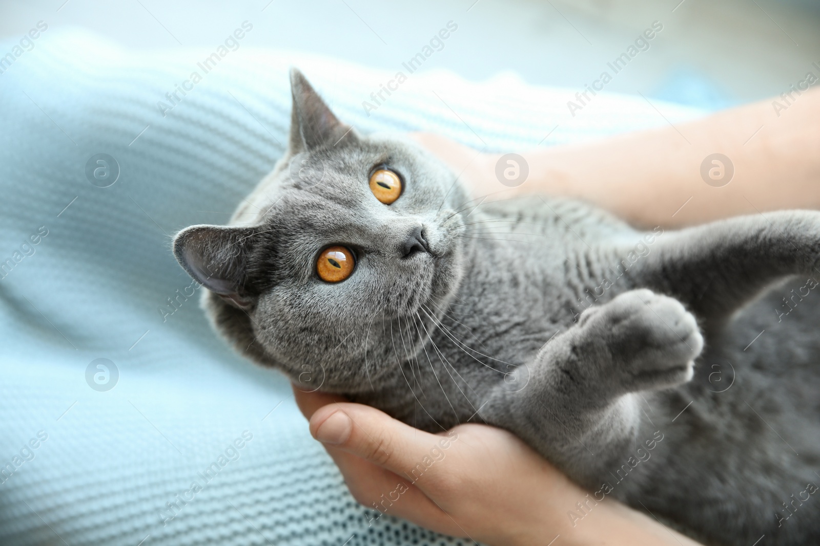 Photo of Man with cute grey cat, closeup view