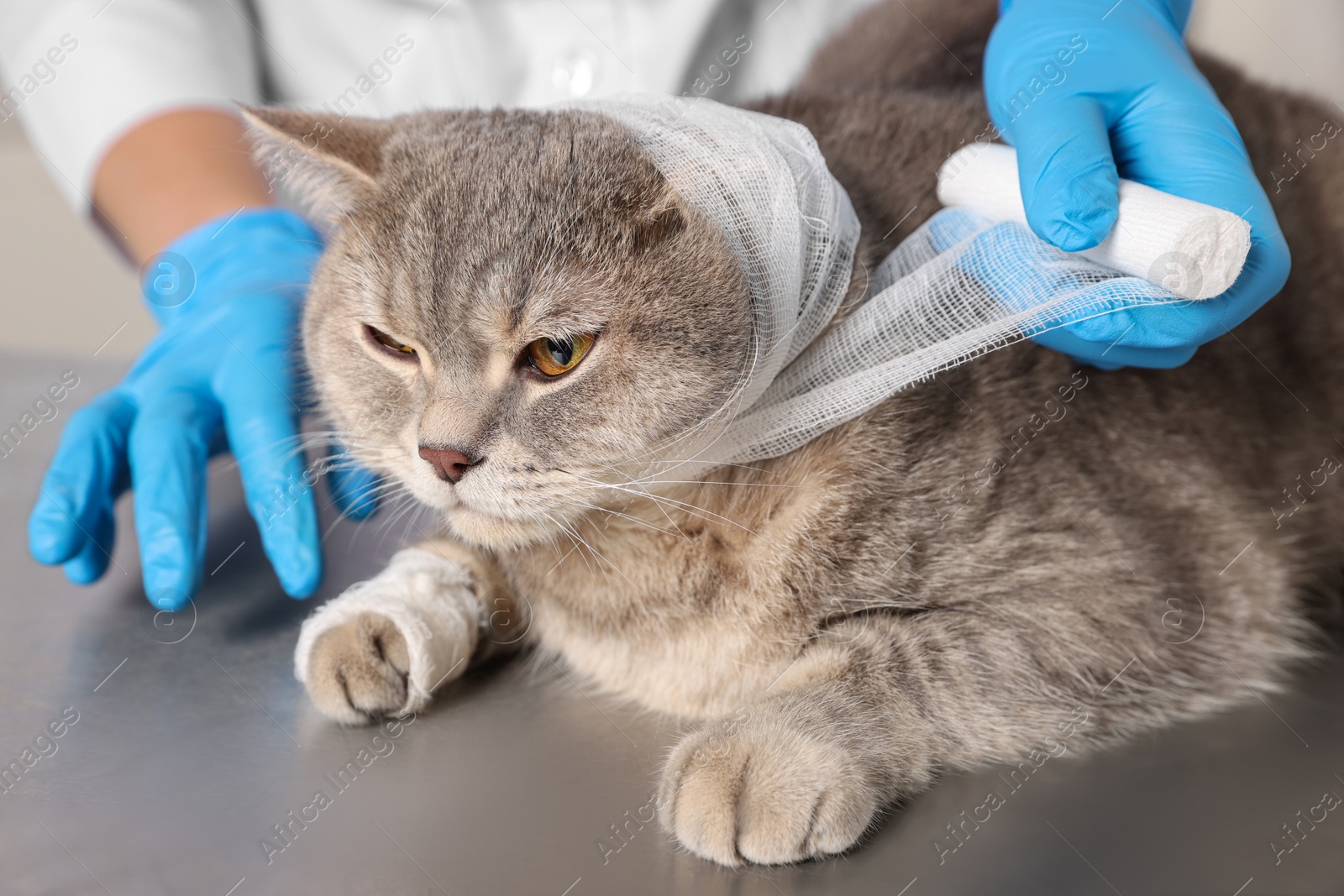 Photo of Veterinarian putting bandage on ear of cute scottish straight cat at grey table, closeup