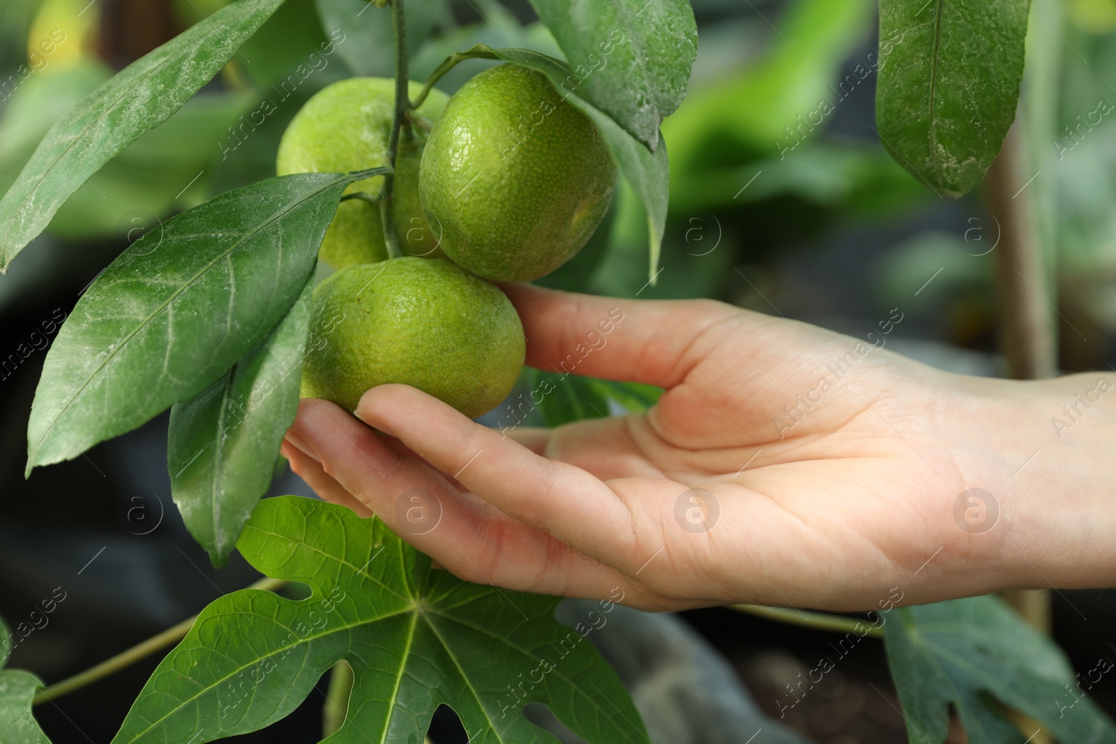 Photo of Woman picking ripe lemon from branch outdoors, closeup