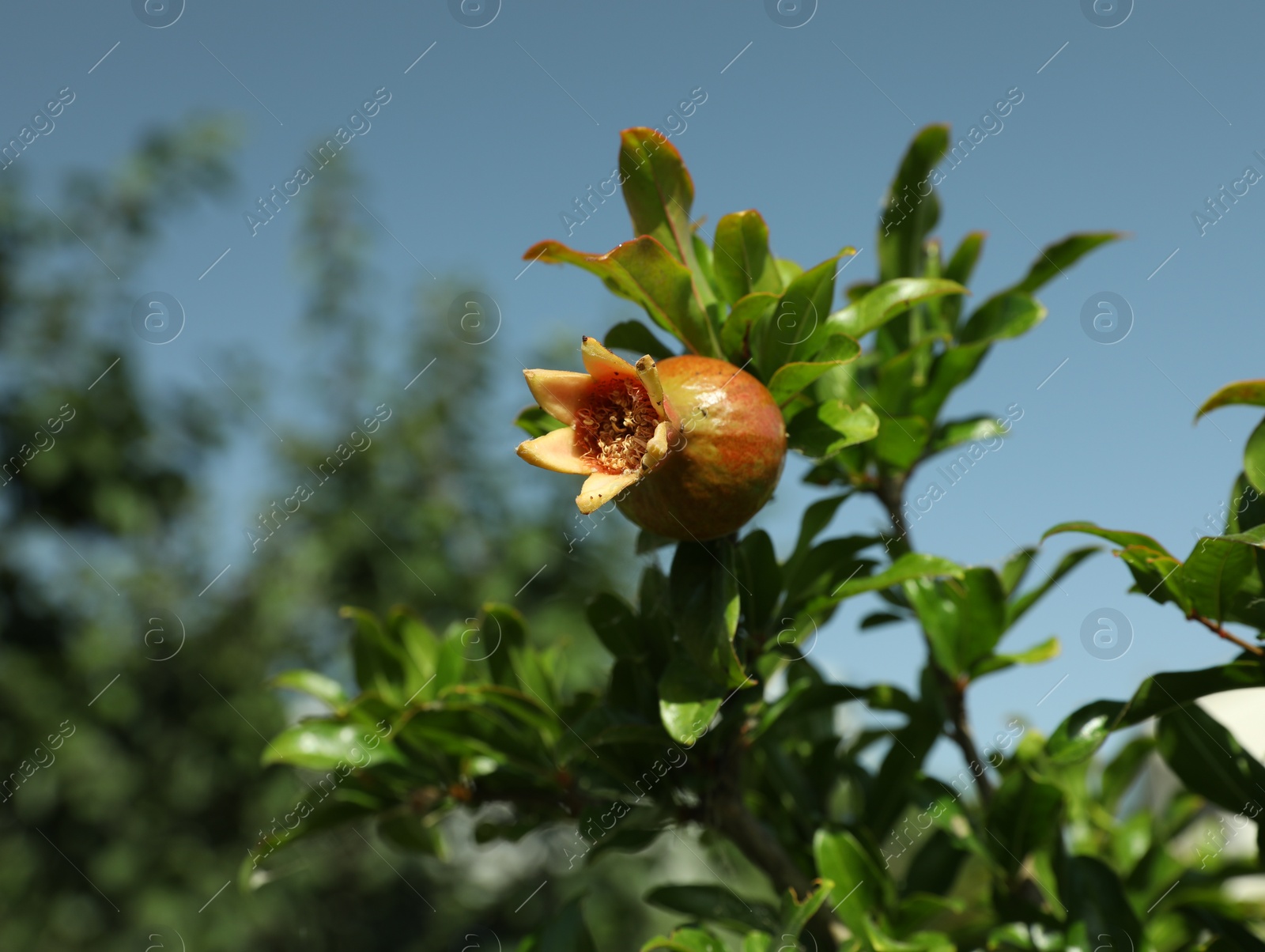 Photo of Pomegranate branch with growing fruit outdoors on sunny day