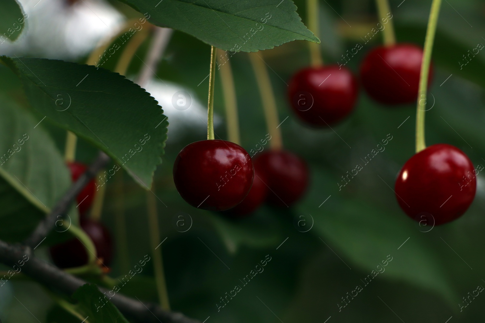 Photo of Closeup view of cherry tree with ripe red berries outdoors