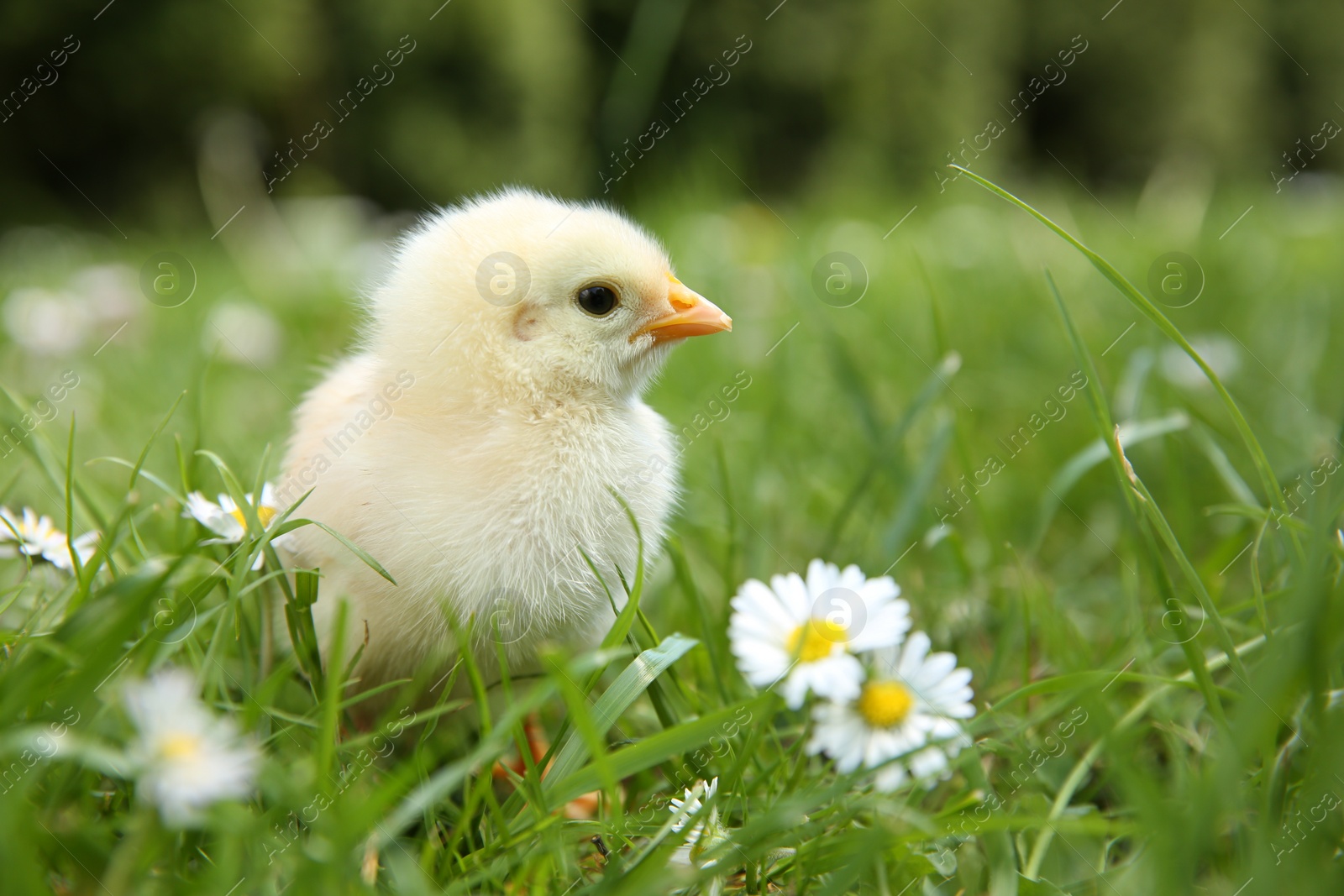 Photo of Cute chick with chamomile flowers on green grass outdoors, closeup. Space for text