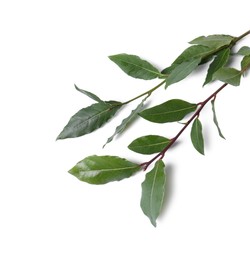 Photo of Branch of fresh bay leaves on white background, top view. Space for text
