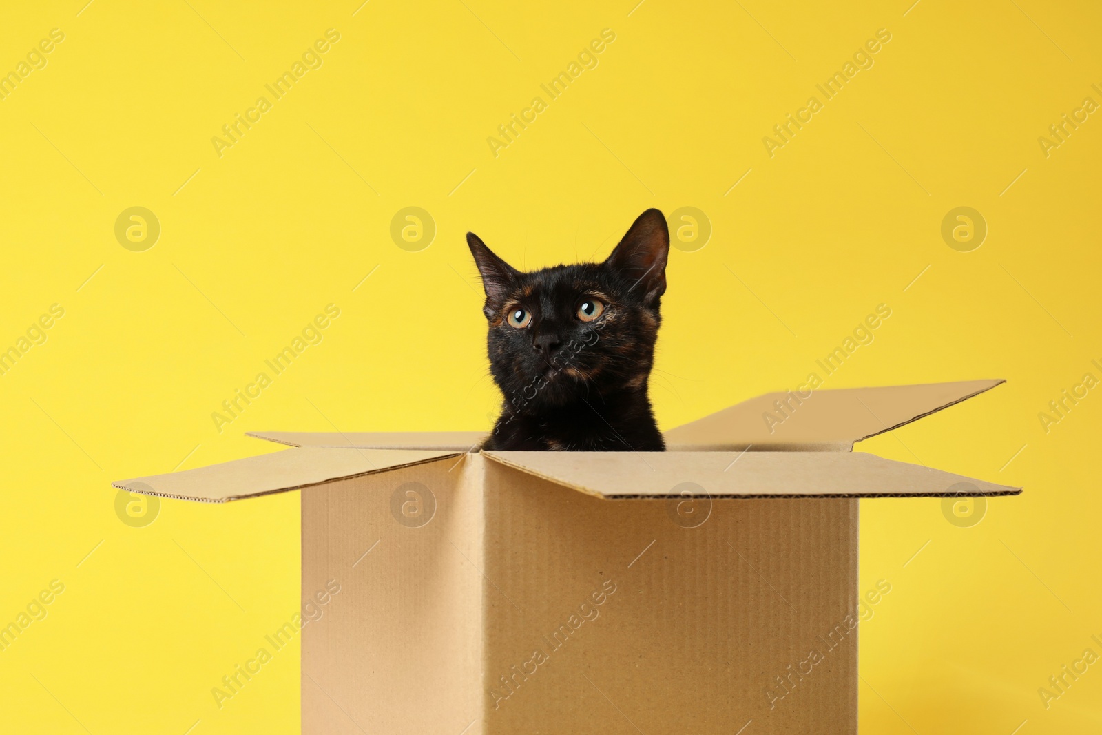 Photo of Cute black cat sitting in cardboard box on yellow background