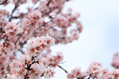 Photo of Delicate spring pink cherry blossoms on tree outdoors, closeup. Space for text