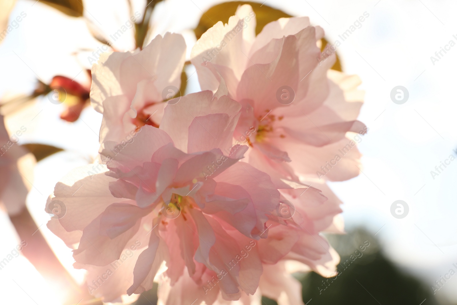Photo of Blossoming pink sakura tree outdoors on spring day, closeup