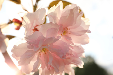 Photo of Blossoming pink sakura tree outdoors on spring day, closeup