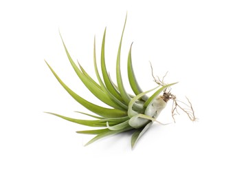 Beautiful tillandsia isolated on white. Exotic houseplant