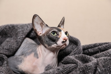 Cute sphynx cat covered with plaid on sofa. Friendly pet