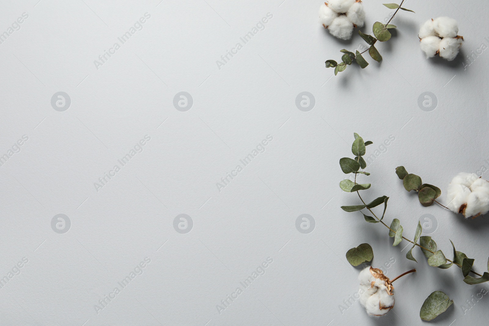 Photo of Fluffy cotton flowers and leaves on light grey background, flat lay. Space for text