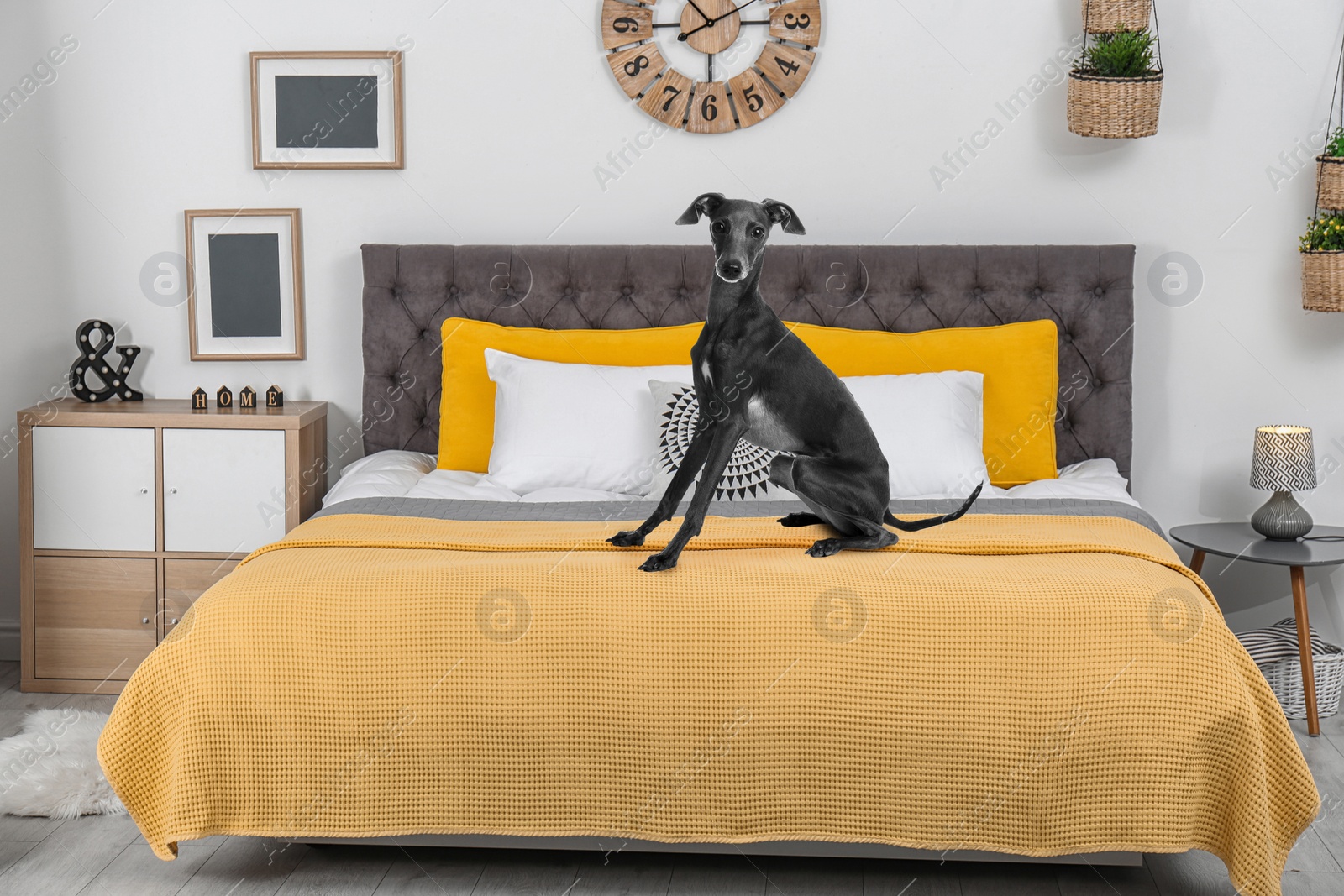 Image of Cute Italian Greyhound dog on bed in room. Pet friendly hotel 