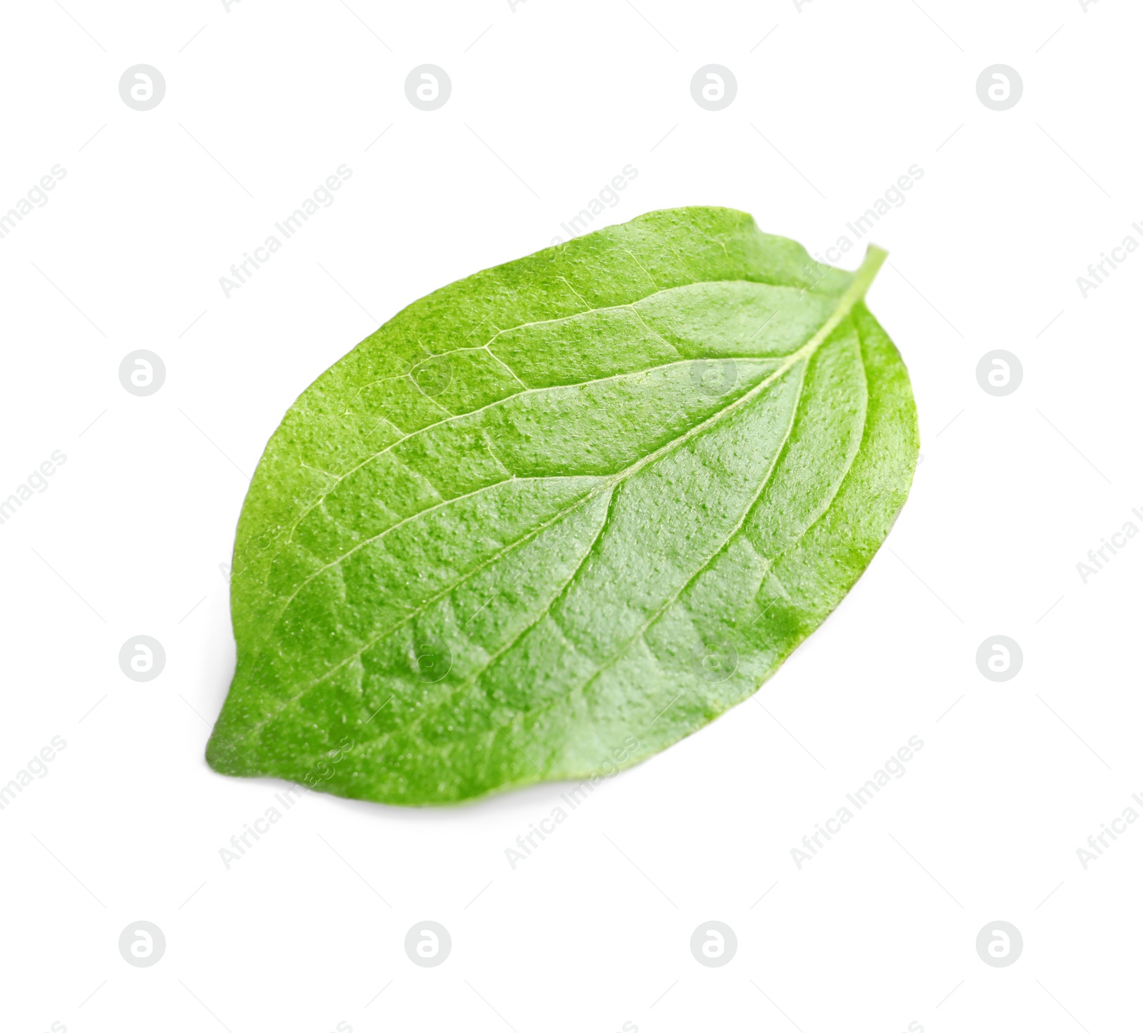 Photo of Beautiful spring green leaf on white background