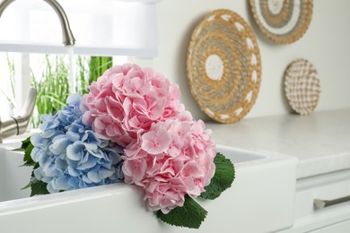 Photo of Beautiful light blue and pink hortensia flowers in kitchen sink