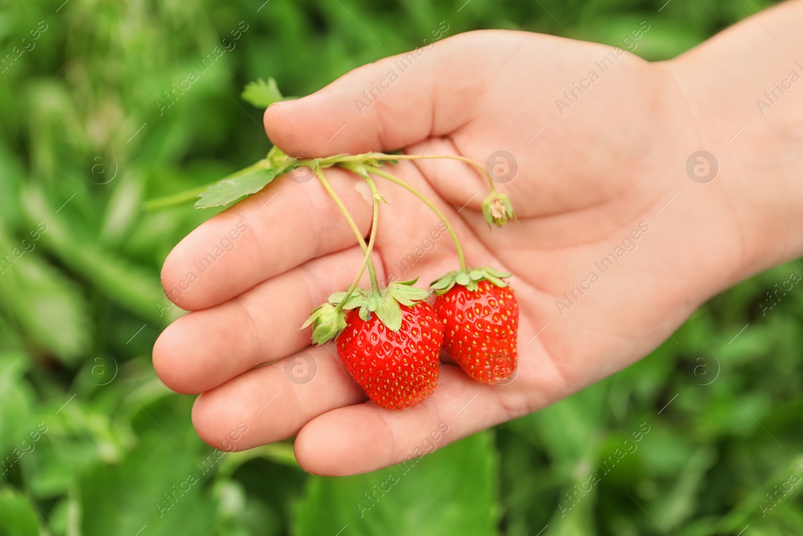 Photo of Farmer with ripening strawberries in garden