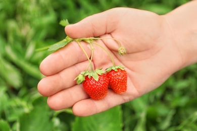 Farmer with ripening strawberries in garden