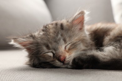 Cute kitten sleeping on grey sofa. Baby animal