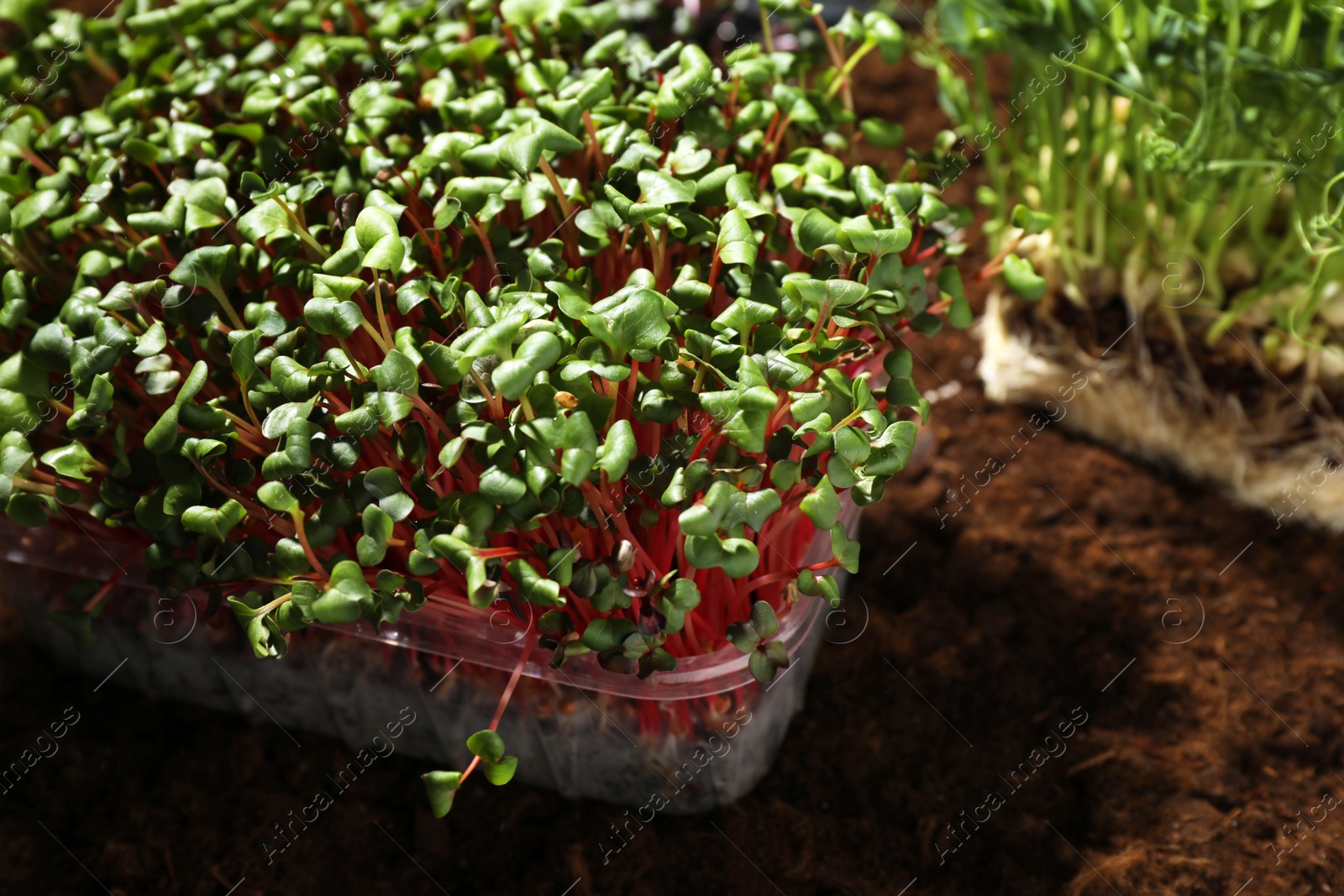 Photo of Fresh organic microgreen growing in soil, closeup