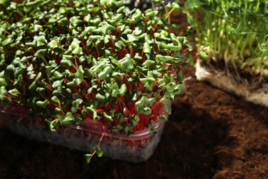 Fresh organic microgreen growing in soil, closeup