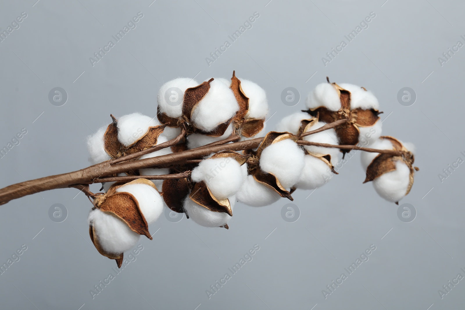 Photo of Beautiful cotton branch with fluffy flowers on light grey background