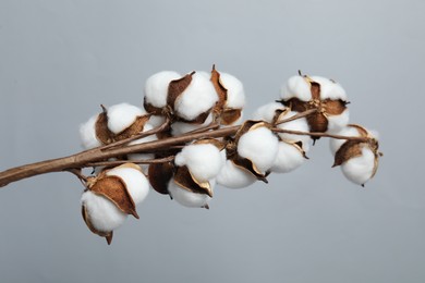 Photo of Beautiful cotton branch with fluffy flowers on light grey background