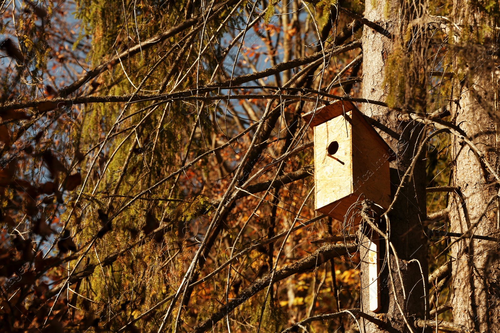 Photo of Birdhouse on tree in forest. Space for text