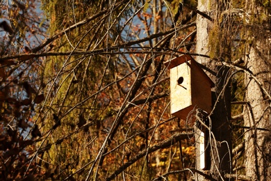 Photo of Birdhouse on tree in forest. Space for text