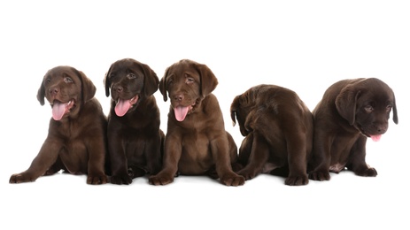 Chocolate Labrador Retriever puppies on white background