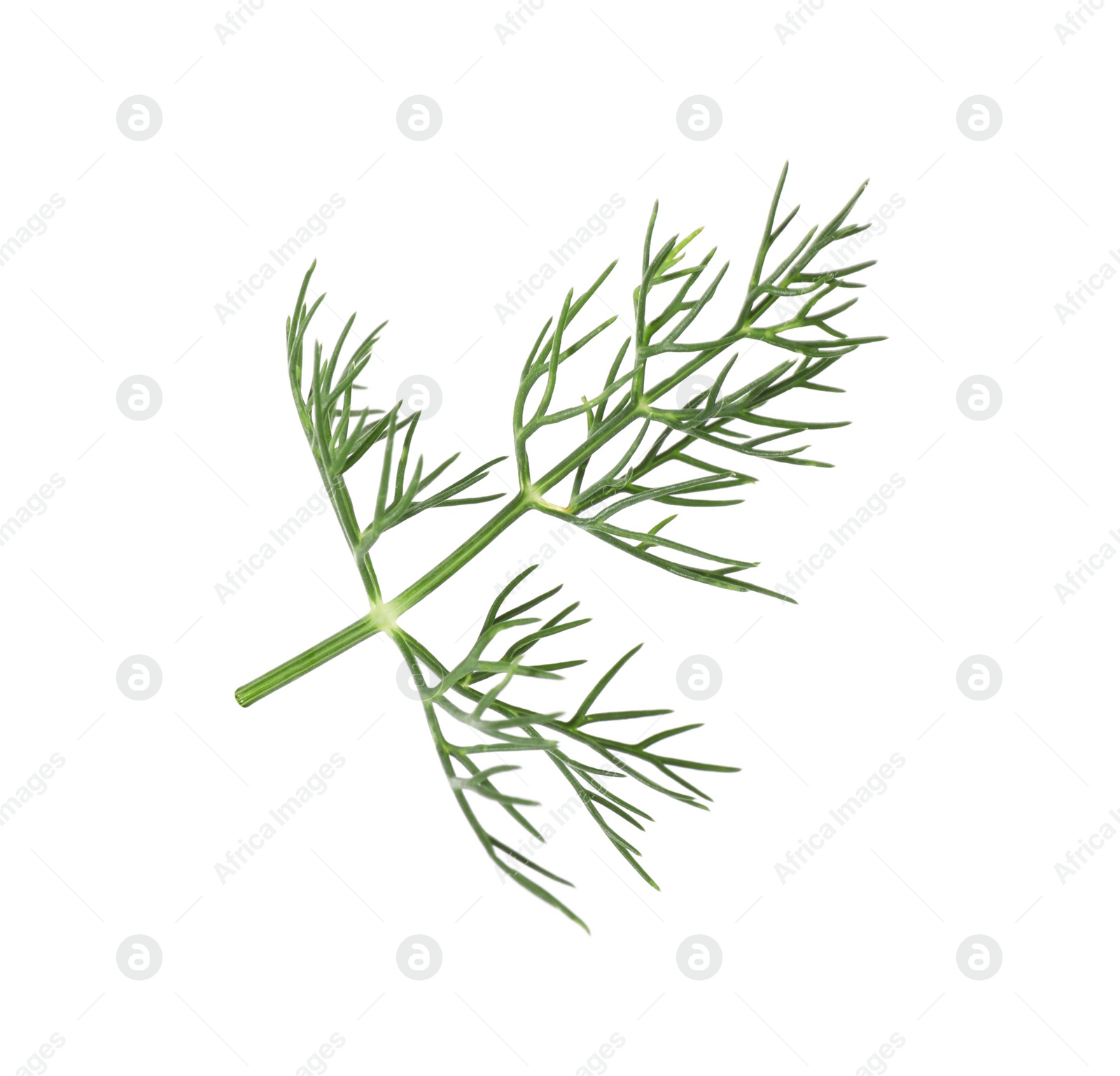 Photo of One sprig of fresh dill isolated on white