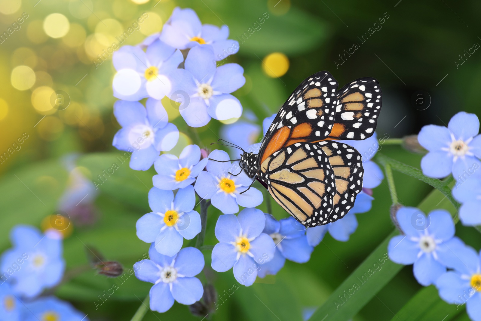 Image of Beautiful butterfly on forget-me-not flower in garden, closeup. Bokeh effect