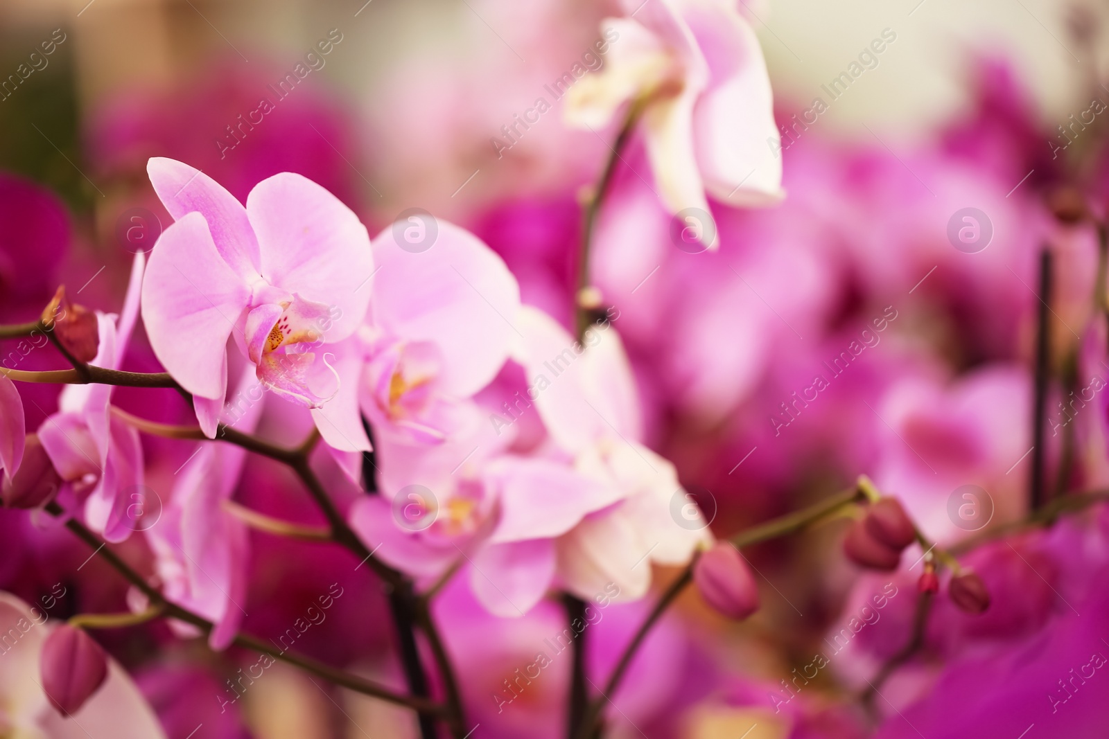 Photo of Beautiful pink orchid flowers, closeup. Tropical plant